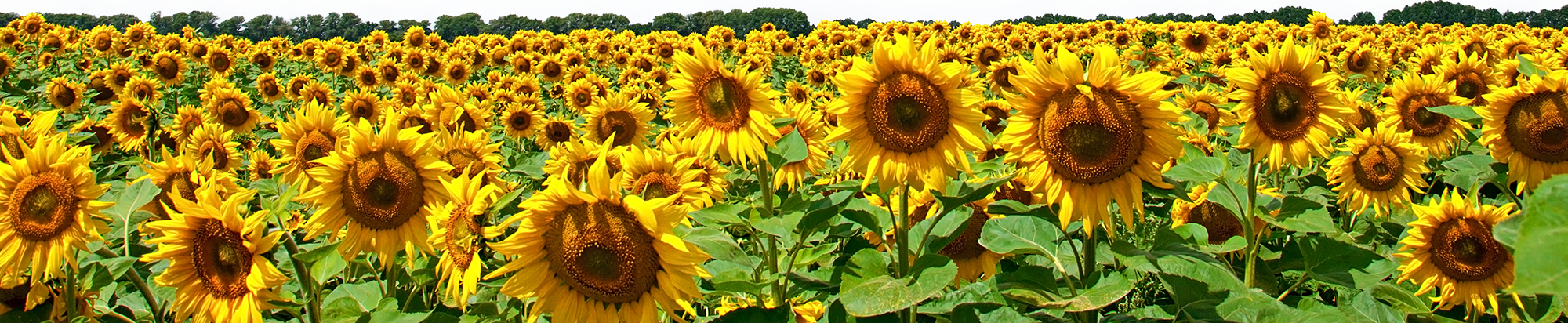 Footer-Sunflowers